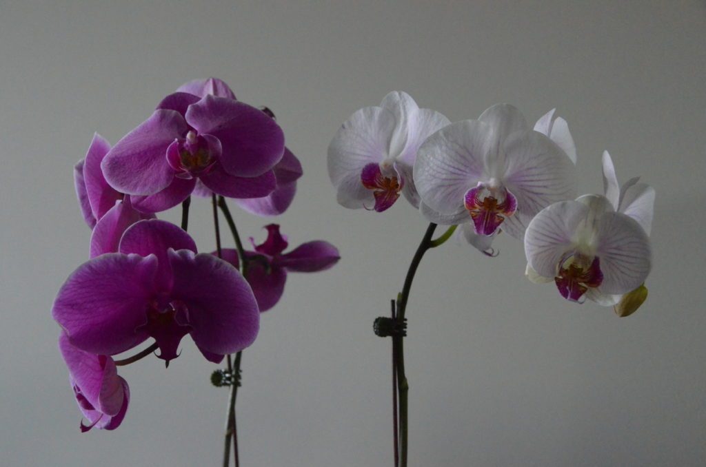 Orchids: her favourite!