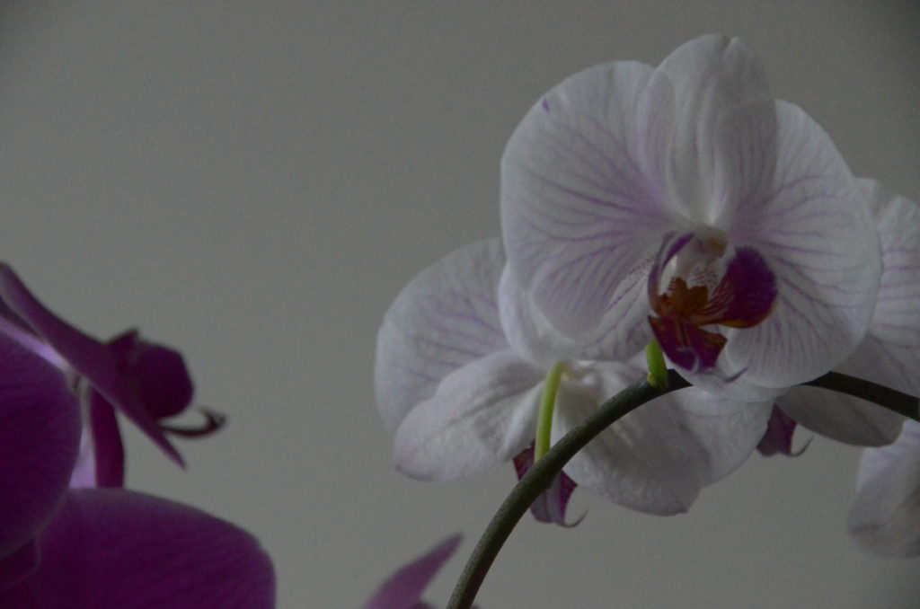Orchids: Gifts of Forgiveness