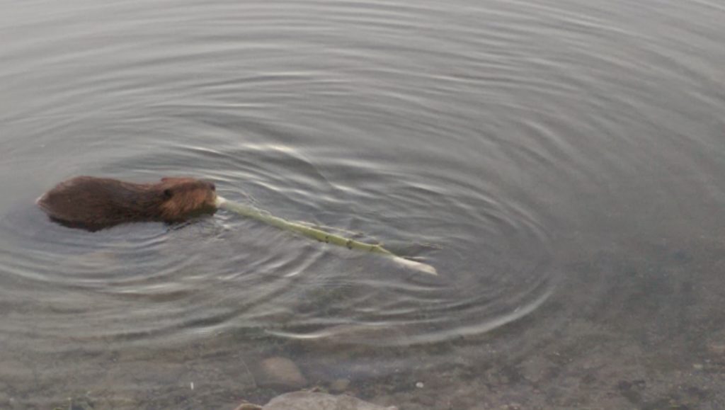 Busy Beaver