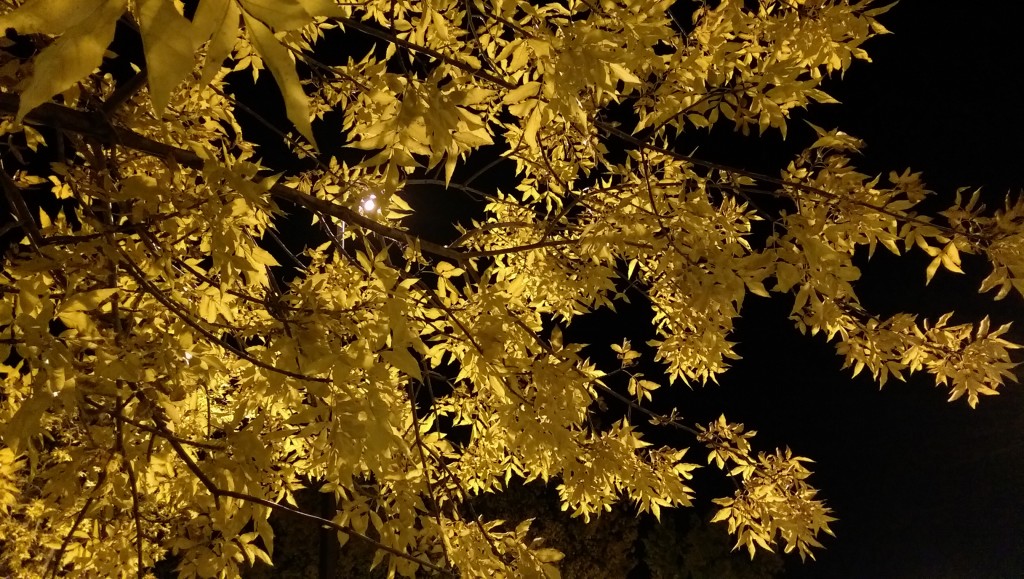 Leaves in Light