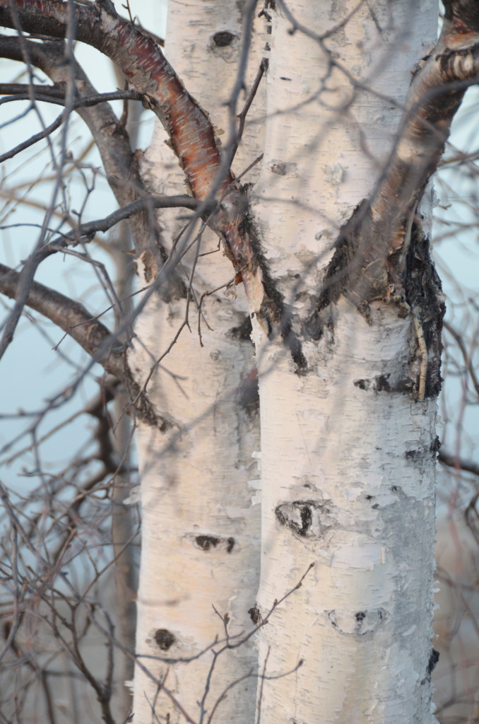 Birch