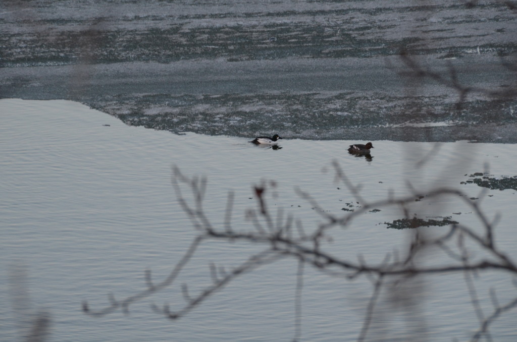 Ducks Mating Fight