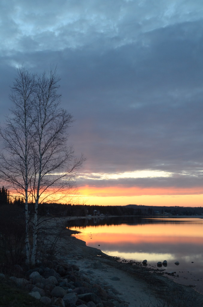 TreeShoreSunset