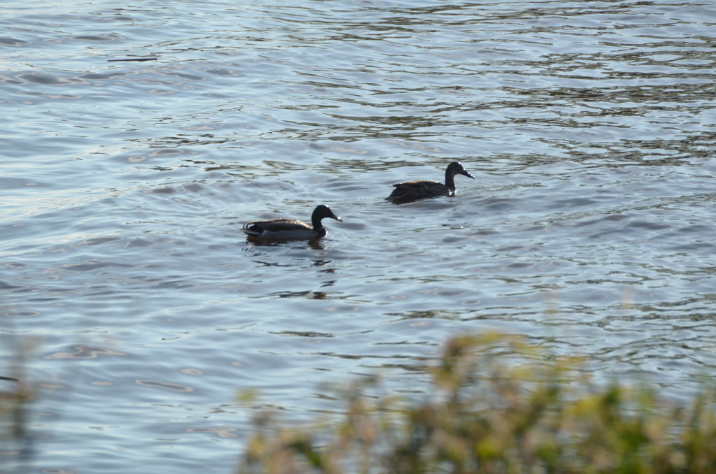 Ducks in Pairs